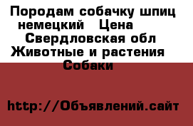 Породам собачку шпиц немецкий › Цена ­ 15 - Свердловская обл. Животные и растения » Собаки   